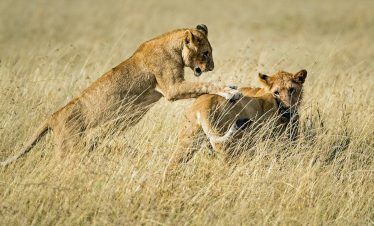 5-Day Kruger Safari Package Bush and Lions