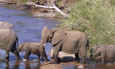 5-Day Kruger Safari and Soweto Tour