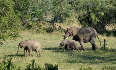 4-Day Luxury Big 5 South Africa Safari