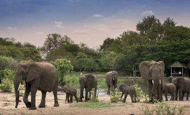 5-Day Johannesburg and Greater Kruger Safari with Marcs