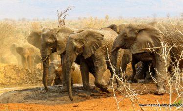 5-Day Madikwe Ultra Luxury Tau Game Lodge Safari