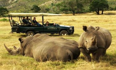4-Day Malaria-Free Big 5 Botlierskop Safari