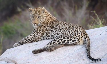 5-Day Masango Safari