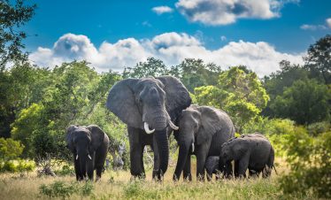 5-Day Mid-Range Kruger Safari