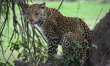7-Day Victoria Falls to Chobe – Moremi Expedition