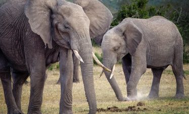 2-Day Ol Pajeta Conservancy Budget Safari