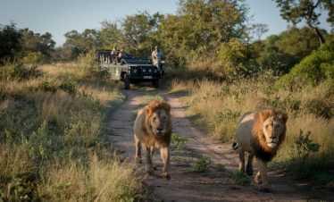 5-Day Panorama Mid-Range Kruger Safari