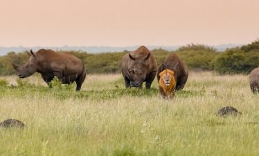 5-Day Private Game Reserve + Kruger National Park Safari