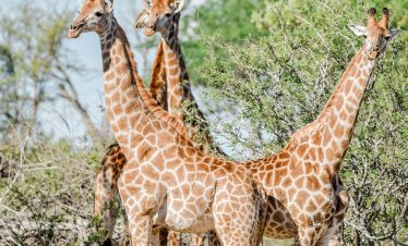 4-Day Private Game Reserve + National Park Safari
