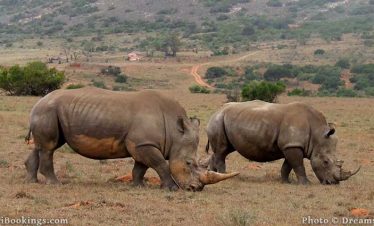 4-Day Pumba Game Reserve – May to September Special