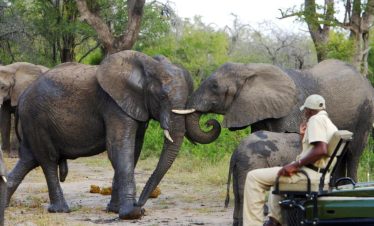 4-Day Sabi Sand Safari with Elephant Plains