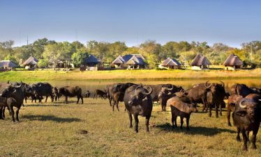 5-Day Sabi Sands Arathusa Lodge Safari