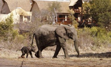 4-Day Sabi Sands Elephant Plains Lodge Safari
