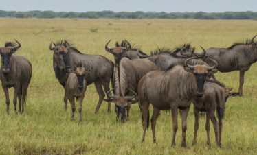 6-Day Authentic Botswana Camping Safari