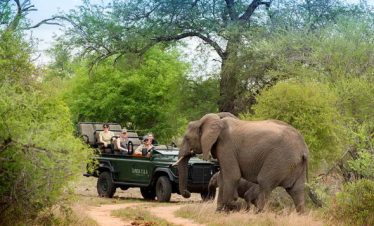 5-Day Timbavati Bush Adventure – All Inclusive Promotion