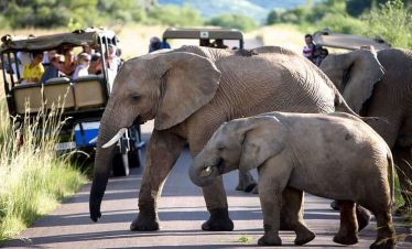 4-Day Traditional Classic Safari in Kruger National Park