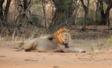 4-Day Tremisana/Masango Kruger Park Safari