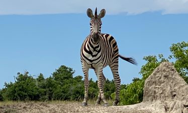 7-Day Ultimate Okavango Delta Expedition