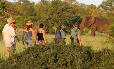 5-Day Walking Safari and Eco-Lux Kruger Escape