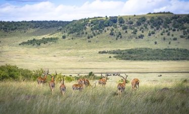3-Day Amboseli and Awesome Views of Mount Kilimanjaro