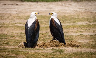 3-Day Amboseli Safari on a Budget