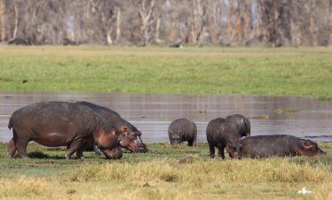 3-Day Amboseli National Park & Tsavo West National Park
