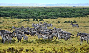 2-Day Amboseli Private Safari from Nairobi/Mombasa