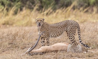 3-Day Amboseli -Tsavo East -Mombasa Midrange Safari