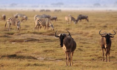 2-Day Amboseli Private Safari