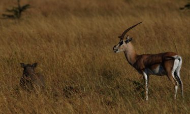 3-Day Masai Mara Joining Safari