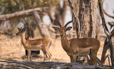5-Day Explore Zimbabwe, Zambia and Botswana