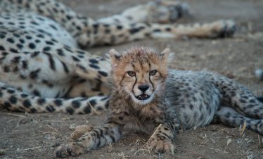 7-Day Big Cats Botswana Safari