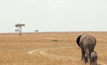 3-Day The Famous Masai Mara Luxury Safari
