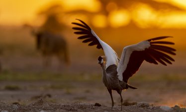3-Day Majestic Amboseli National Park Kenya Kibo Camp