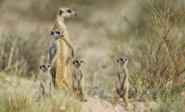 6-Day Chobe NP, Makgadikgadi NP & Okavango Safari Trip