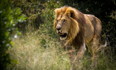 3-Day Group Joining Safari in Masai Mara NR