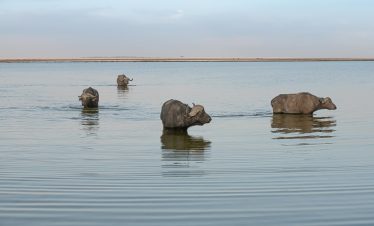 3-Day Amboseli National Park Private Budget Safari
