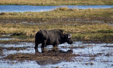 1-Day Chobe Overnight Camping