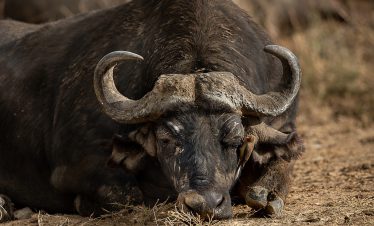 2-Day Lake Nakuru Park Luxury Tour at Sarova Lion Lodge