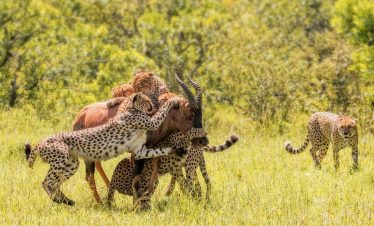 3-Day The Greatest Masai Mara Lake Naivasha Safari