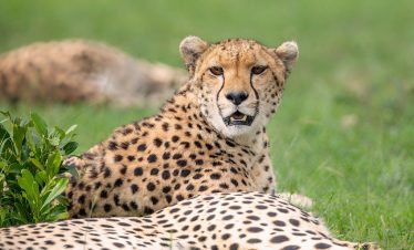 3-Day Masai Mara Budget-Sharing Safari – Landcruiser
