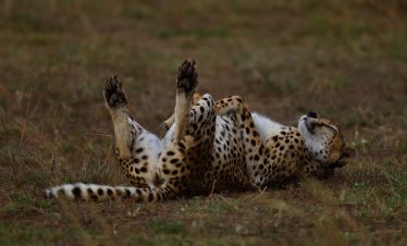 2-Day Air Package to Masai Mara & City Escape-Mid Range