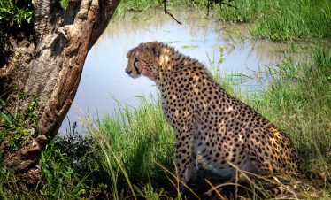 3-Day Mara Migration Extravaganza-Luxury Safari Unveiled