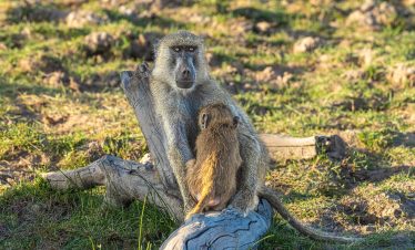 3-Day Amboseli Private Lodge Safari