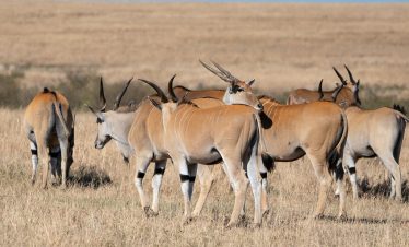 2-Day Masai Mara Fly-in Safari