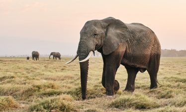 3-Day Explore Kibo Amboseli Private Tour