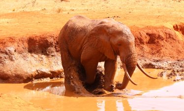 2-Day Tsavo East and West Mid Range Group Tour