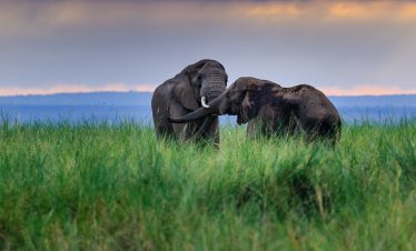 3-Day Amboseli Group Joining Safari 2023 – 2025