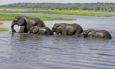 2-Day 1 Night Tented Camping Inside Chobe National Park