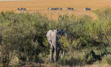 2-Day Short Stay Masai Mara Safari – Midrange